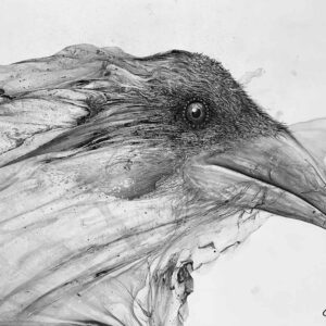 Raven drawing