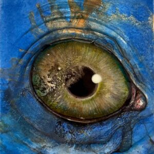 Drown Eye